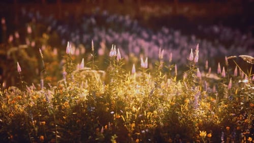 Sunset in the Wild Flower Field