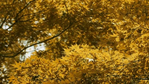 Herbst aus gelbem A