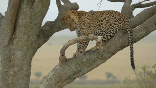 Leopard sitting on a branch and cleaning itself
