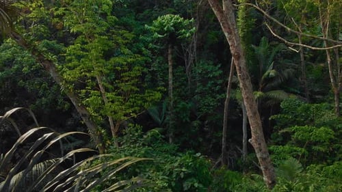 Aerial View of the Gorge in the Dramatic Jungle