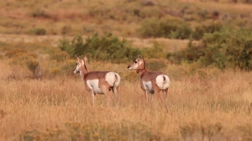 Pronghorn in Yellowstone National Park