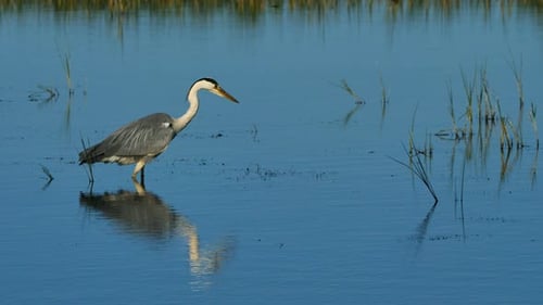 Grey heron, Ardea cinerea, Camargue, France