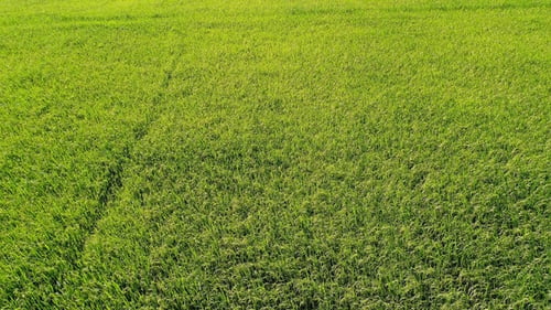 Rice Fields