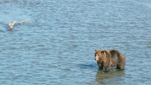 Brown Bear Hunting Fish in Water