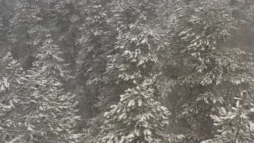 Slow flying above the snowed trees in the woods 4K drone video