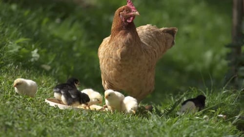Hen and Chicks Eating in Green Grass