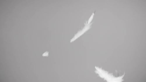 Plumas voladoras sobre fondo blanco