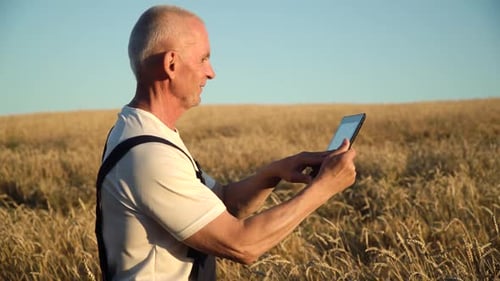 Senior Farmer Using Tablet on Wheat Field. Farmer Inspects Wheat Growth. Concept of Digital