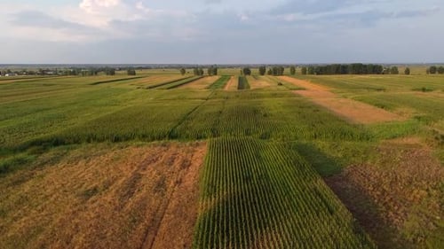 Up Over Field Plantation Aerial View