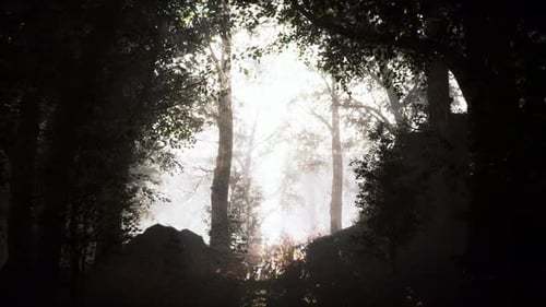 Summer Fog in the Forest