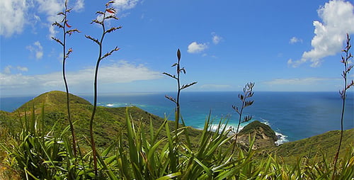 Grass and Ocean
