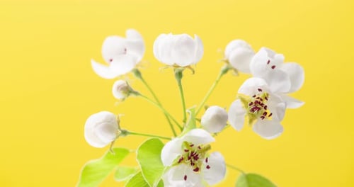 Pear Blossoms Blooming on Yellow Background