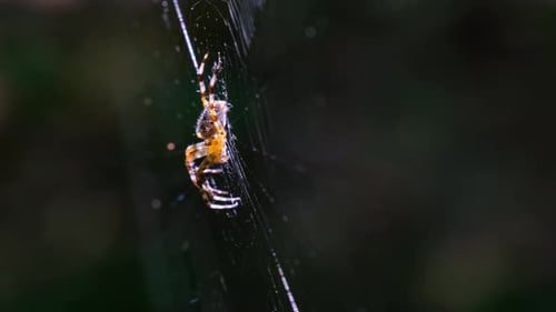Spider Araneus Closeup on a Web Against a Background of Green Nature