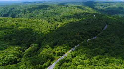4K forest road aerial
