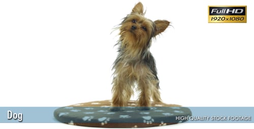 Dog 3