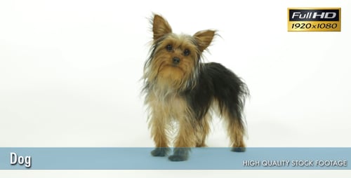 Charming Yorkie Dog Head Tilt on White Background