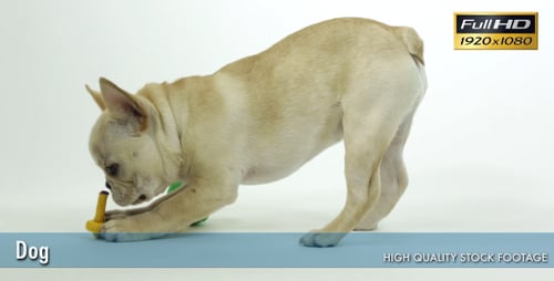 Dog 6