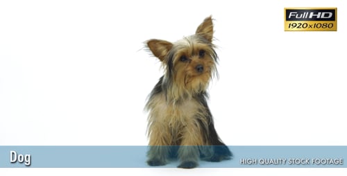 Dog 7