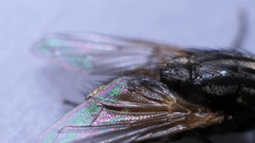 Extreme Close Up of Iridescent Fly Insect