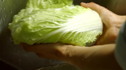 Hands Washing Fresh Napa Cabbage in Sink