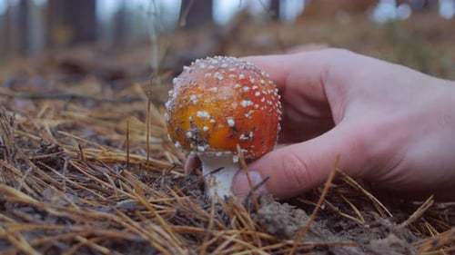 Close-up da mão escolhe um cogumelo agaric mosca na floresta