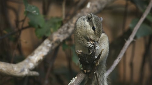 Squirrel Enjoying a Meal on a Tree Branch