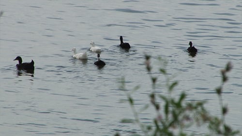 Six White and Black Ducks Floating