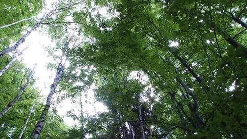 Blick vom Boden der hohen Bäume im Wald