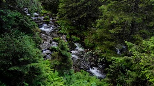 Fließender Fluss durch einen Wald
