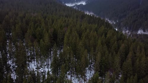 Carpathian spruce forest in the mountains. winter. aerial drone shot.