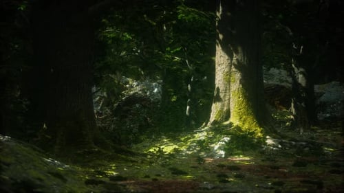 Alte Bäume mit Flechten und Moos im grünen Wald