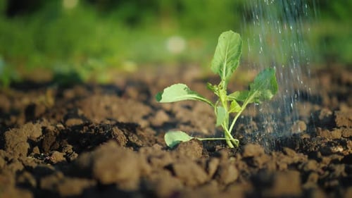 Female Hands in Gloves Plant a Small Plant in the Garden