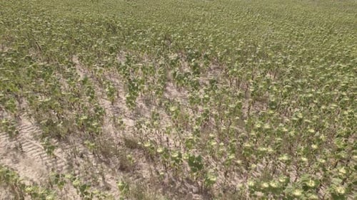 Auswirkungen der globalen Erwärmung und Hitzetemperaturen auf Sonnenblumendürre
