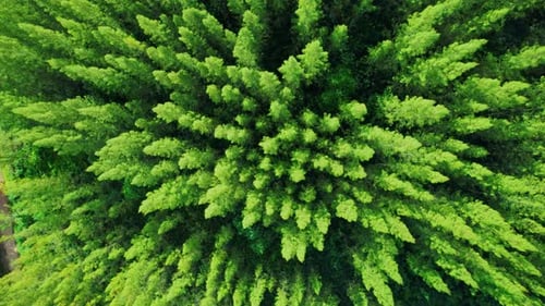 Aerial view from drone over pine forest. 4K
