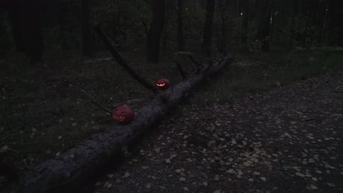 Dark Forest with Halloween Pumpkins on Log