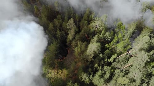 Forest Fire Burns from Above