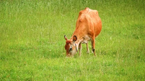 Cow (2.7K)