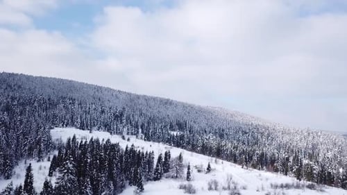 Coniferous Forest. View From Above . Aerial View