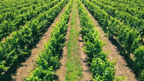 Aerial Flight Over Green Vineyards in Ukraine