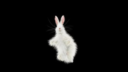 Animated Fluffy White Rabbit Gesturing on Transparent Background