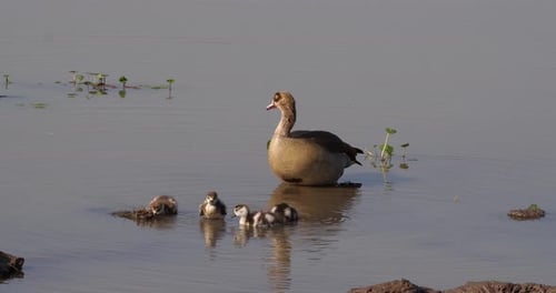 Egyptian Goose, alopochen aegyptiacus, Adult and Goslings, real Time 4K