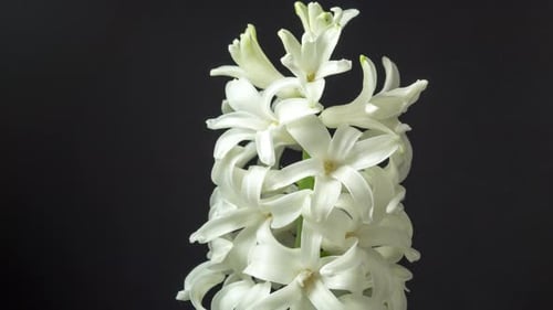 White Hyacinth Blooming in Time Lapse on Black
