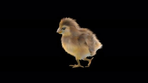 Realistic Baby Chick Animation Flapping Wings Transparent Background