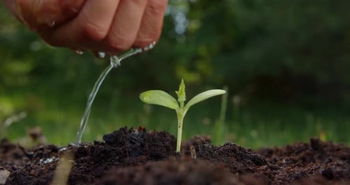 Farmer Hand Watering Green Sprout