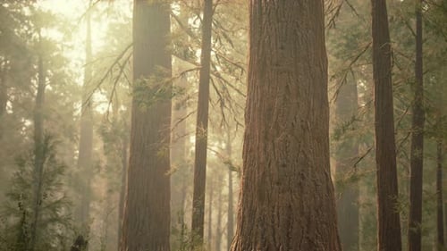 Giant Sequoias in Redwood Forest