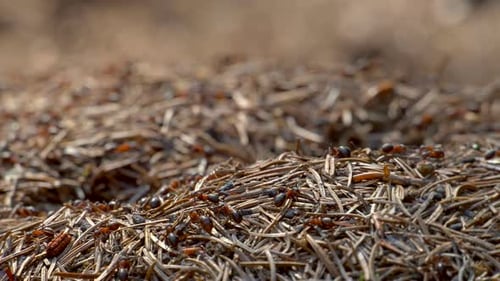 Ant