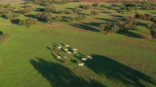 Beautiful Countryside and Wonderful Horses As Seen From the Top