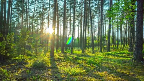 La forêt magique et le soleil