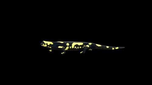 3D Animated Salamander Walking Seamless Loop
