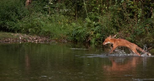 Fox Crossing River in Forest